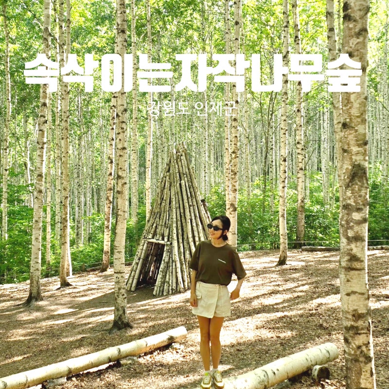 강원도 인제 원대리 속삭이는 자작나무숲 코스 주차장 국내 여행지 가볼만한곳 추천