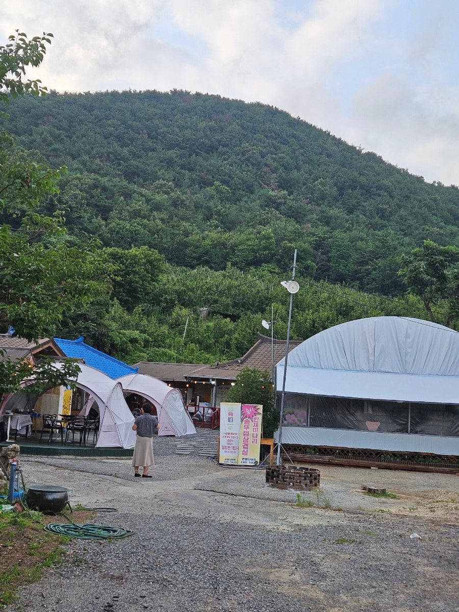본향산야초 사진 6