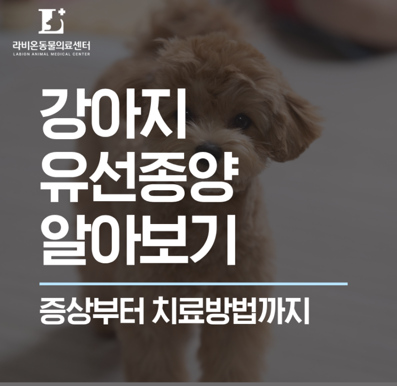 [라비온 동물의료센터] 강아지 유선종양, 강아지 가슴에 뭐가 잡힌다? 강아지 유선종양 증상....