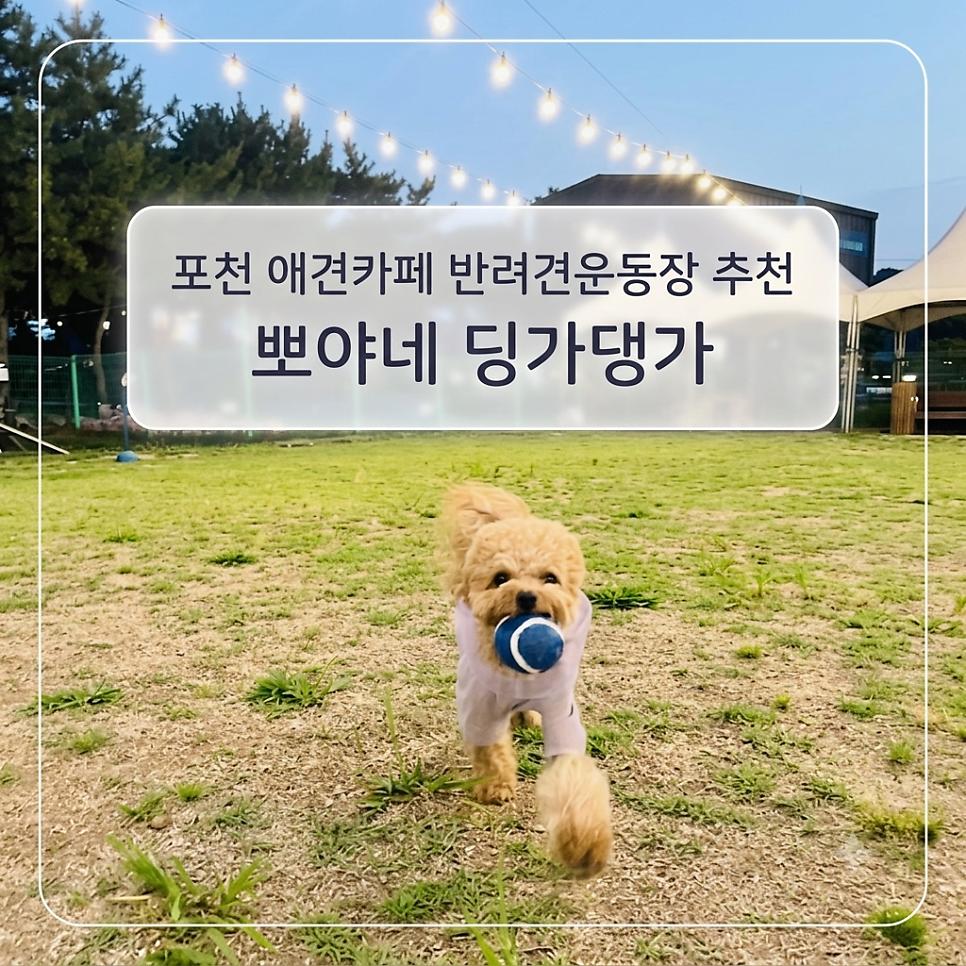뽀야네딩가댕가 사진 1