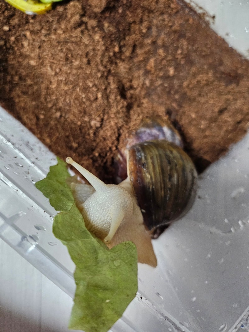 아프리카왕달팽이 집 청소하는 날 패각 12cm 성장 기록