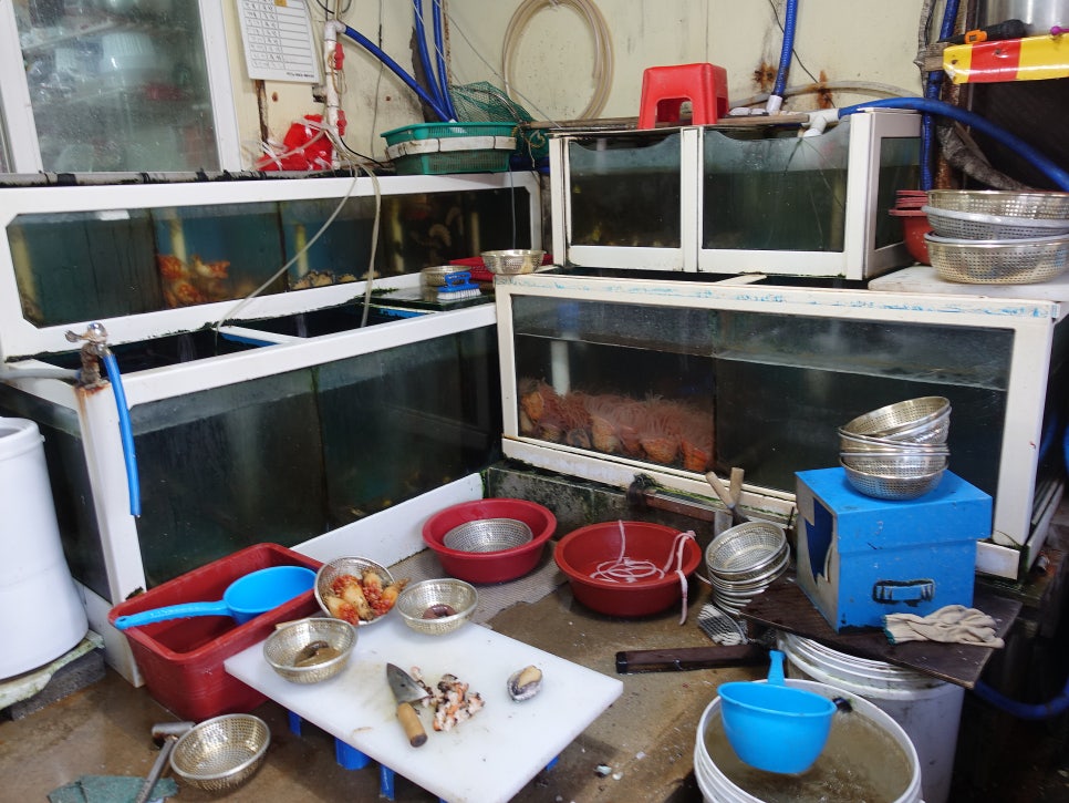 칠광호 사진 3