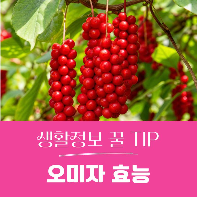오미자 효능 , 오미자 먹어도될까? 부작용까지 알아보자