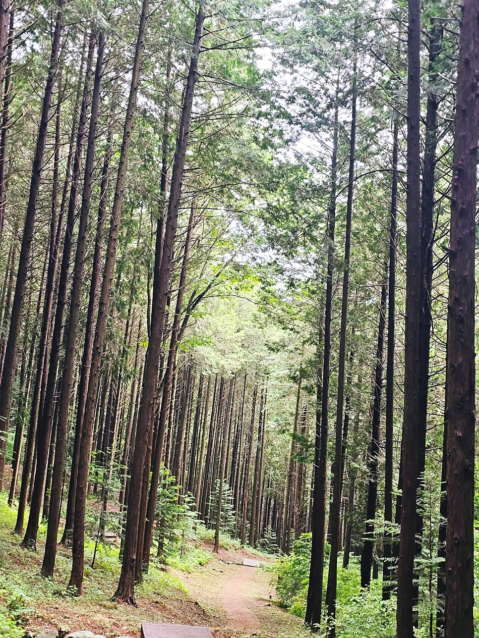 부귀편백숲산림욕장 사진 2