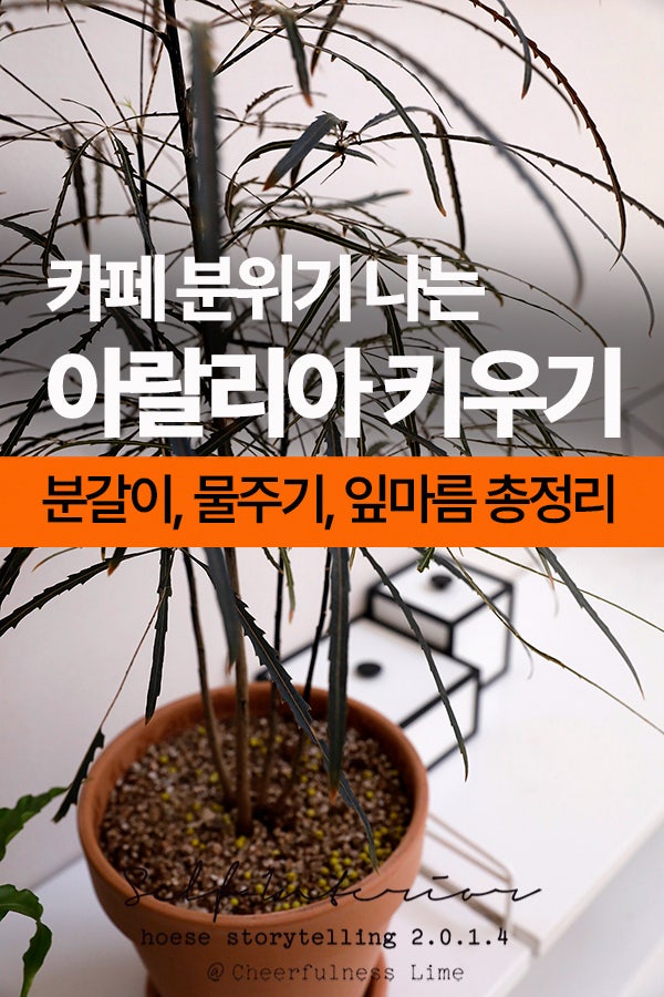 감성식물 아랄리아키우기 화분갈이 물주기 잎마름 관리 분갈이 방법 총정리