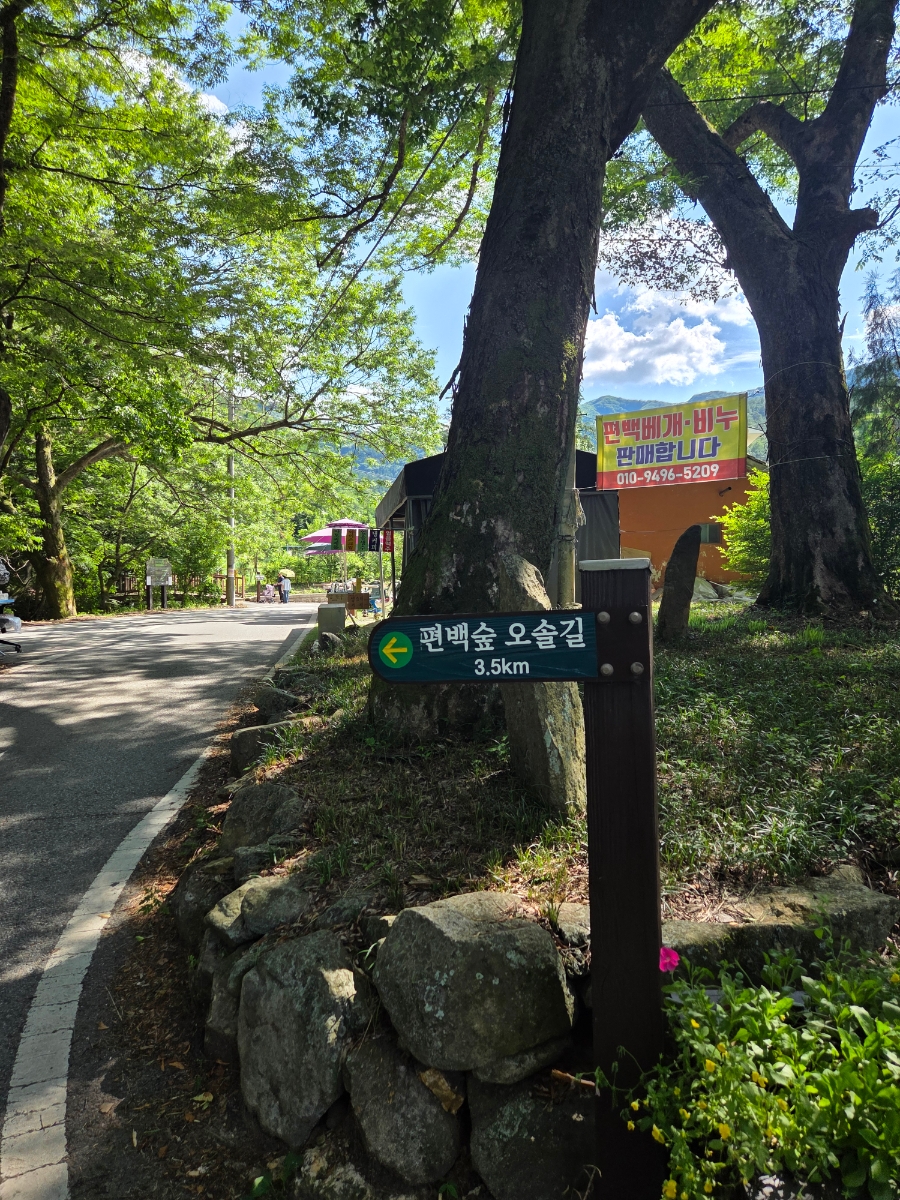 공기마을 편백나무숲 사진 3