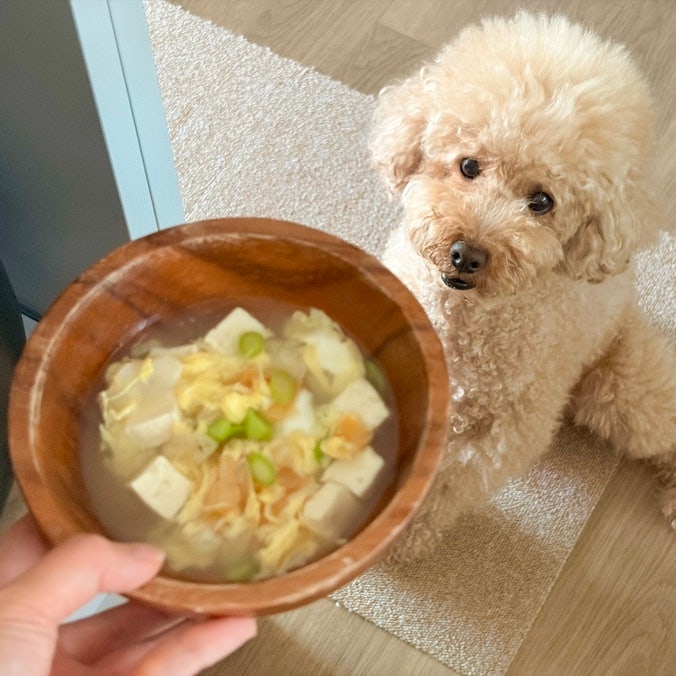 강아지 황태국 북어국 끓이기 뜨끈한 보양식으로 딱이야!