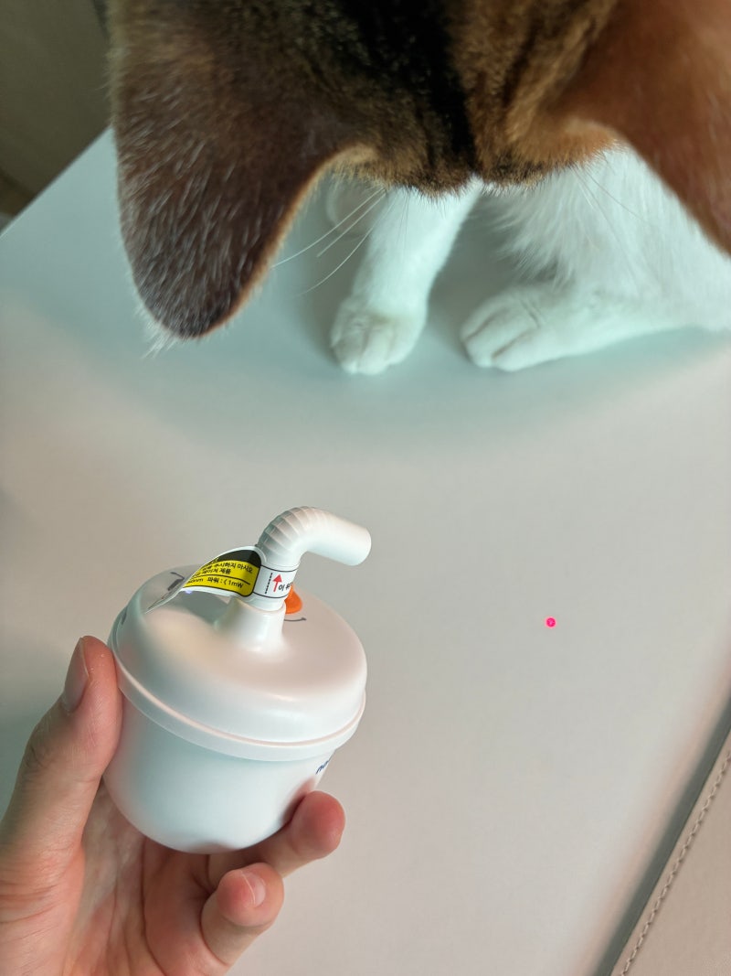 고양이 혼자 노는 장난감 추천 내꼬냥 자동 레이저 장난감 활용방법