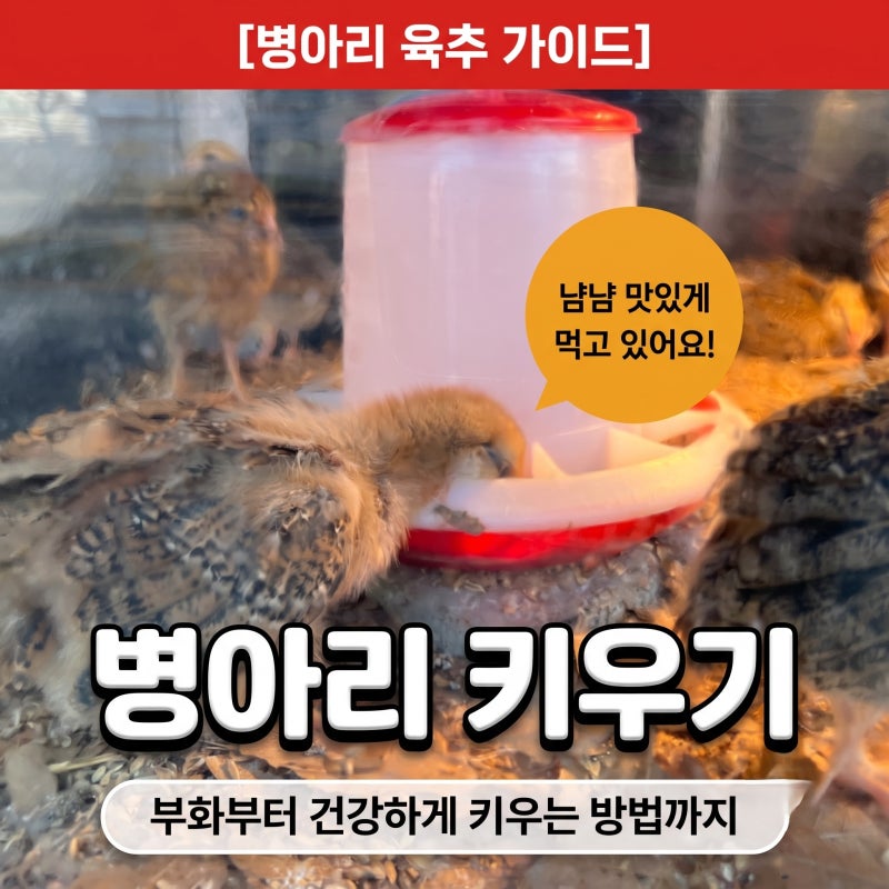 병아리 키우기 검란 부화온도 육추기 병아리 부화기 만들기