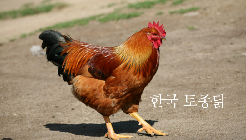 한국인의밥상 사진 2
