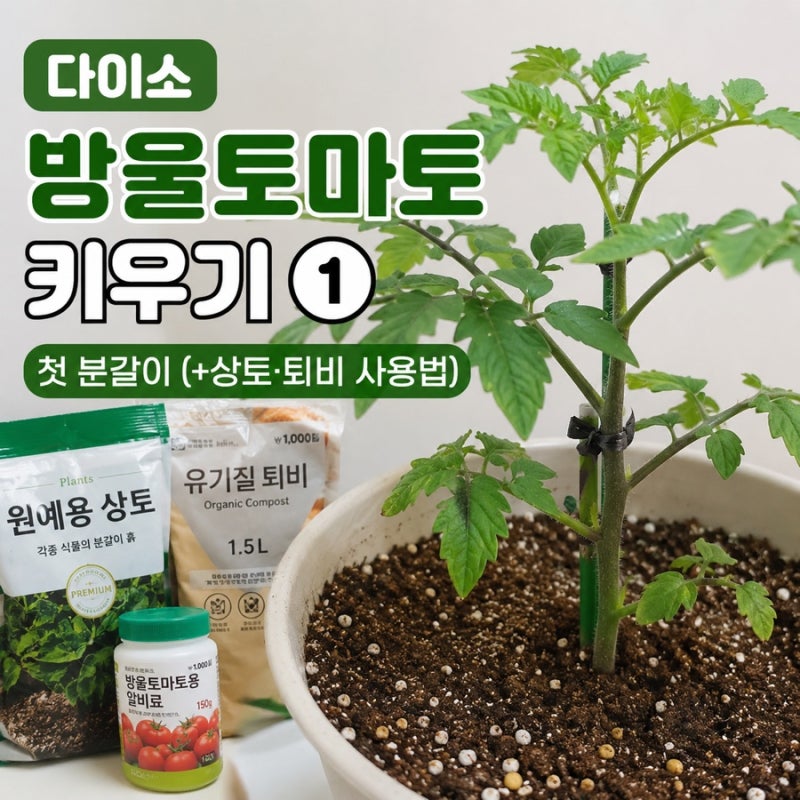 아파트에서 다이소 방울토마토 키우기 ①｜다이소 상토·퇴비 사용법 분갈이 총정리