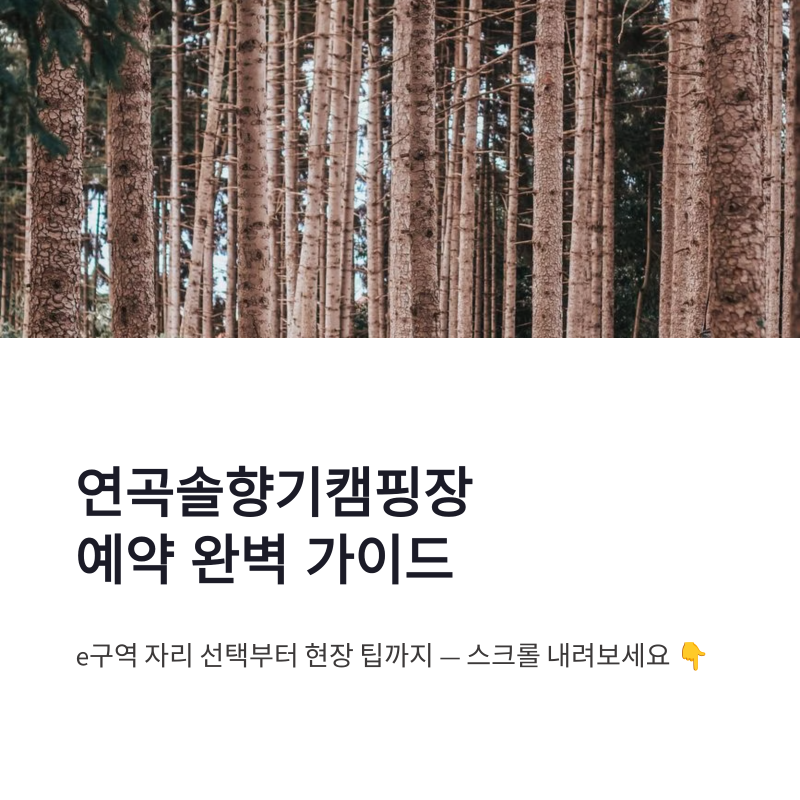 연곡솔향기캠핑장 예약 방법과 e구역 자리 선택 완벽정리