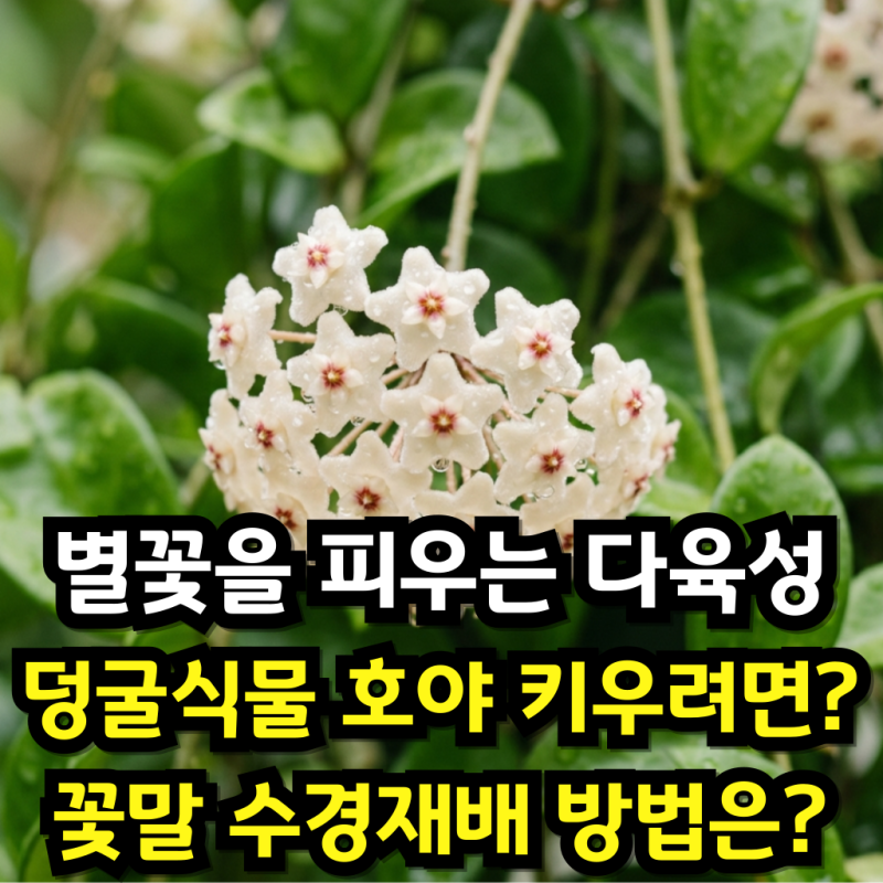 별꽃을 피우는 다육성 덩굴식물 호야 키우려면? 완벽 가이드 (꽃말, 수경 재배)