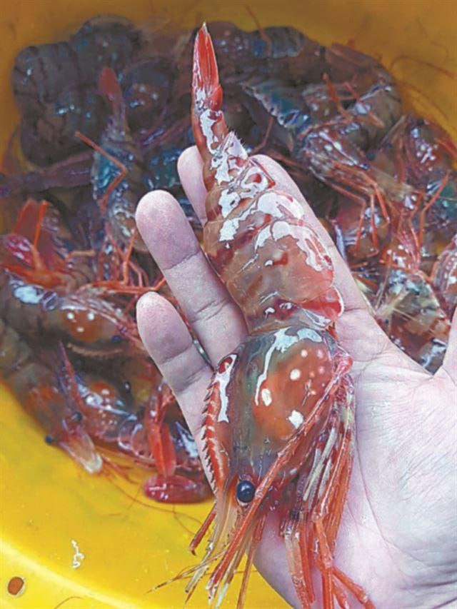 해안막국수 사진 3