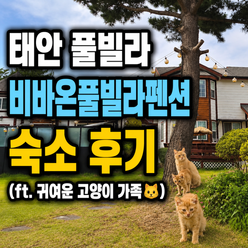 태안풀빌라 비바온풀빌라펜션 마검포해수욕장 근처 숙소 후기 (ft. 귀여운 고양이 가족)