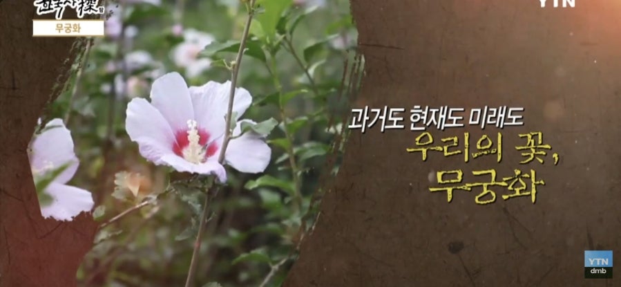 무궁화 사진 6