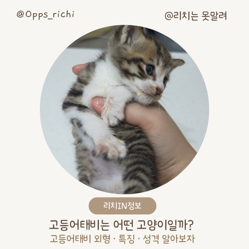 고등어 태비 고양이 | 외형적 특징 · 성격 (#코숏 고양이)
