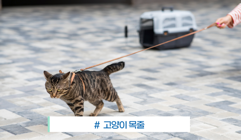 고양이 목줄, 하네스와 뭐가 다른지알고 고르셨나요(고양이 목줄 채우기)