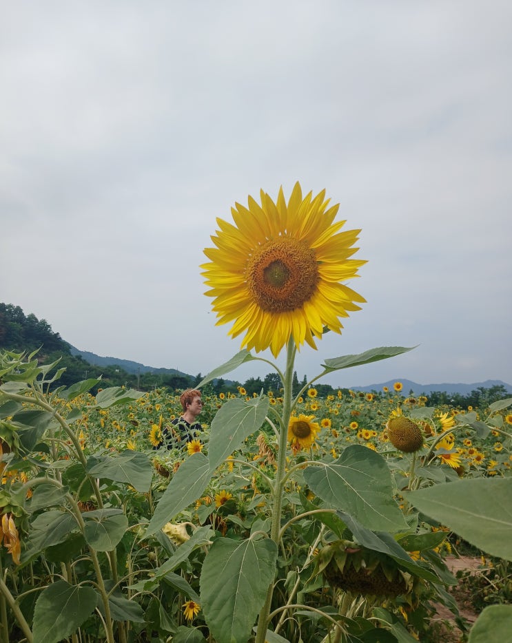 대구 칠곡 가볼만한곳 대구 해바라기 명소 청계마을 지금가도 예쁠까?