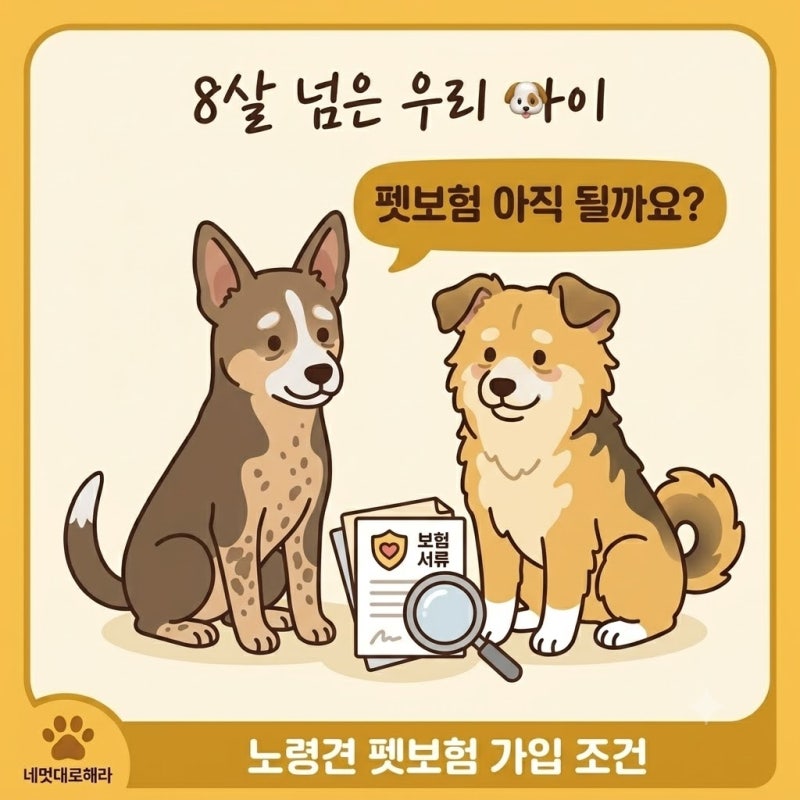 "8살 넘으면 늦어요" 노령견 펫보험, 이때 놓치면 평생 못 든다는데?