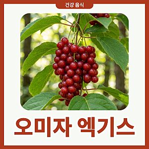 오미자 엑기스 효능 섭취 방법 보관 팁 구기자랑 차이점까지 왼벽 비교