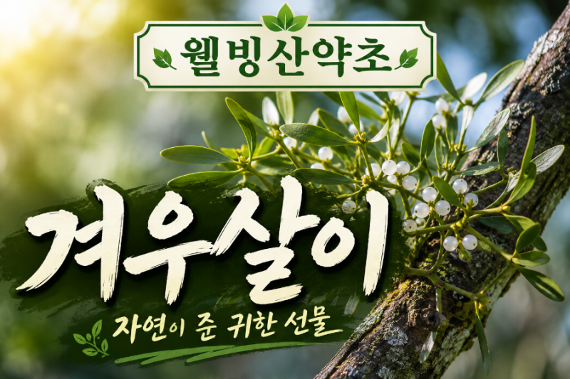 겨우살이 효능 및 복용법 제대로 알고 드세요