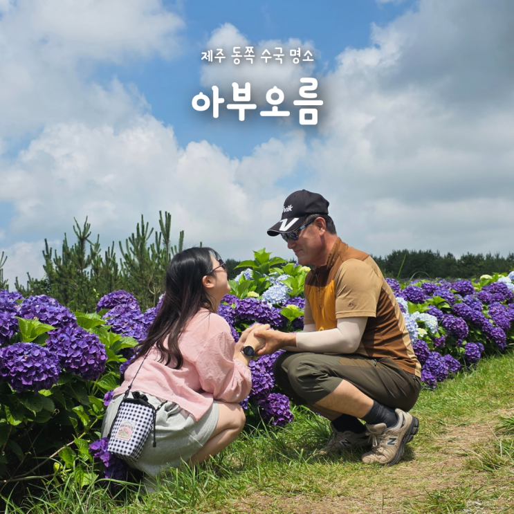 새로운 제주 동쪽 수국 명소 추천, 산책하기 좋은 아부오름 수국길