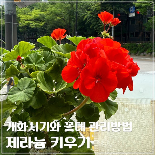 제라늄 키우기｜개화시기와 꽃대 관리방법