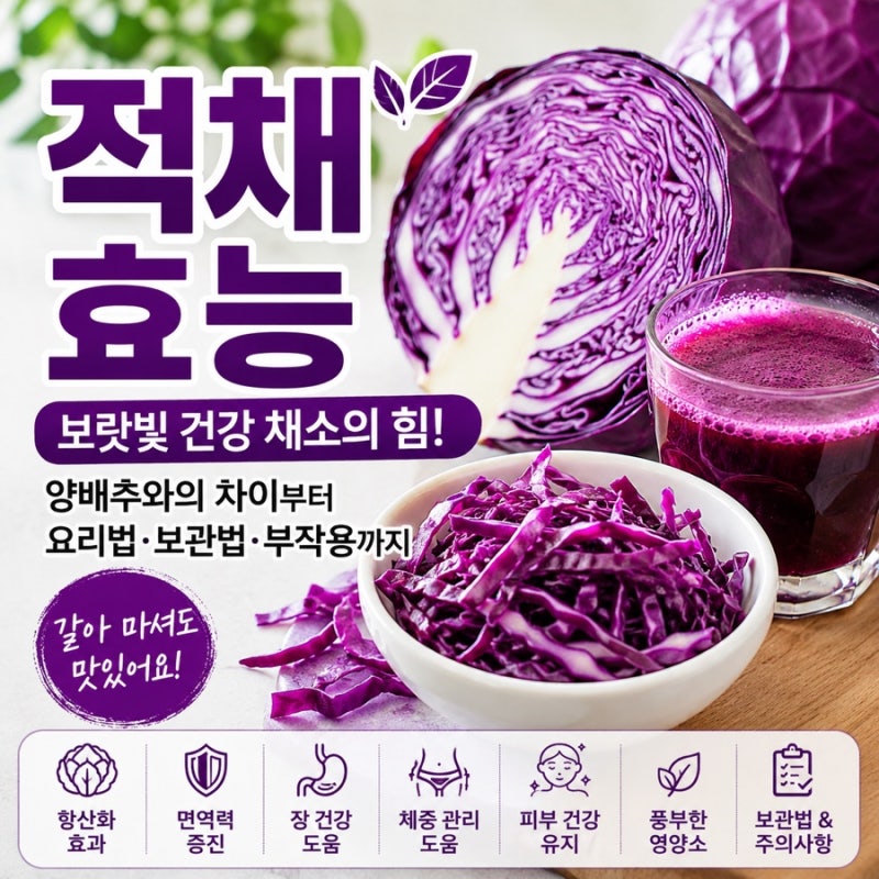 적채 효능 적양배추와 양배추 차이 씻는 법 세척 먹는 법