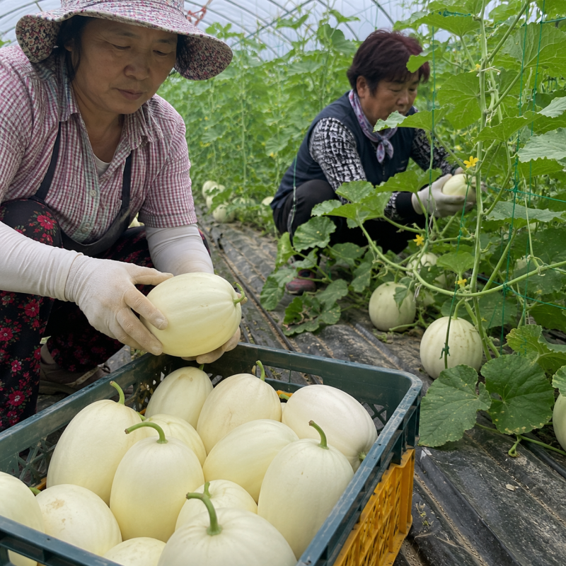 설향메론 재배방법과 수확시기 및 효능