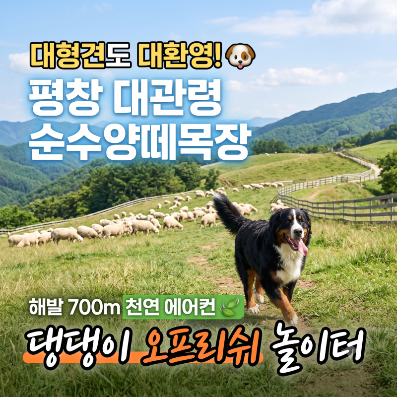 평창 애견동반 여행, 대형견도 환영하는 대관령 순수양떼목장 반려견 놀이터 후기