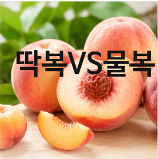 제철 복숭아 칼로리 딱딱이(딱복) 말랑이(물복) 고르는 방법 총정리