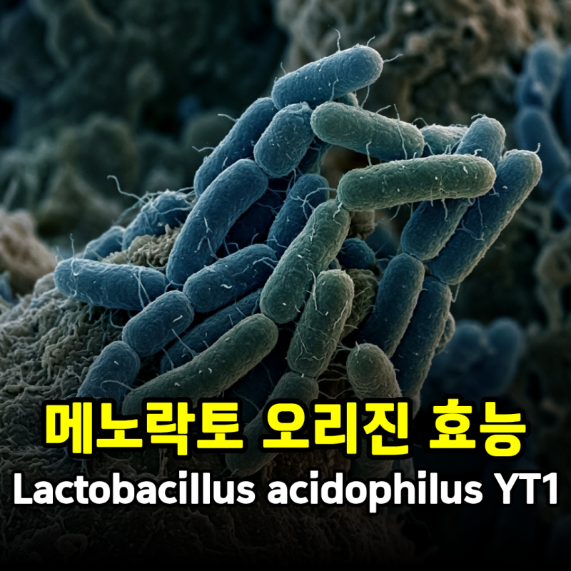 메노락토 오리진 효능과 복용법 갱년기 유산균 YT1