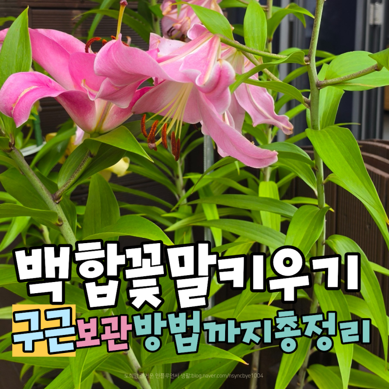 백합 꽃말 뜻과 꽃다발 의미 백합과식물 키우기 구근 보관방법까지