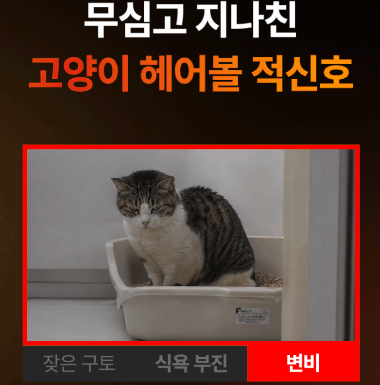 고양이 입털뭉치 본아페티 고양이 헤어볼캡슐 영양제로 헤어볼 줄여보기