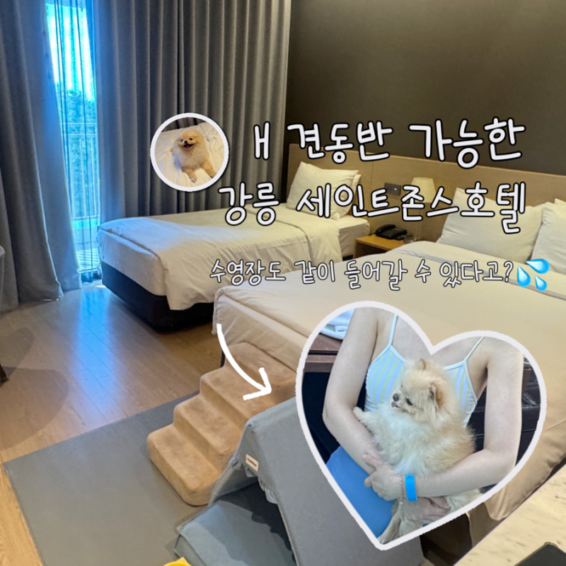 강릉 애견동반 숙소 세인트존스호텔 , 직접 다녀오니 왜 유명한지 알겠어요