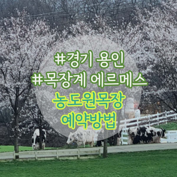용인 목장체험 농도원 목장 예약 오픈, 방법, 체험시간
