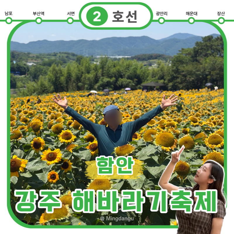 함안 해바라기축제 주차장 기간 기본정보 실시간 개화율