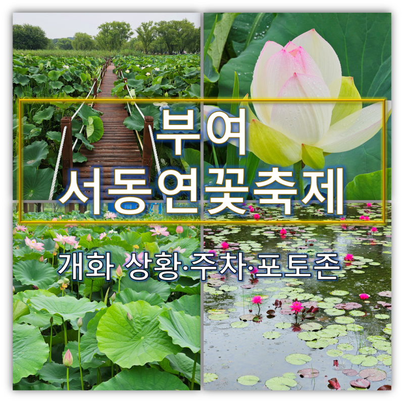 부여 서동연꽃축제 미리 다녀온 후기 | 궁남지 개화 상황·주차·포토존 총정리