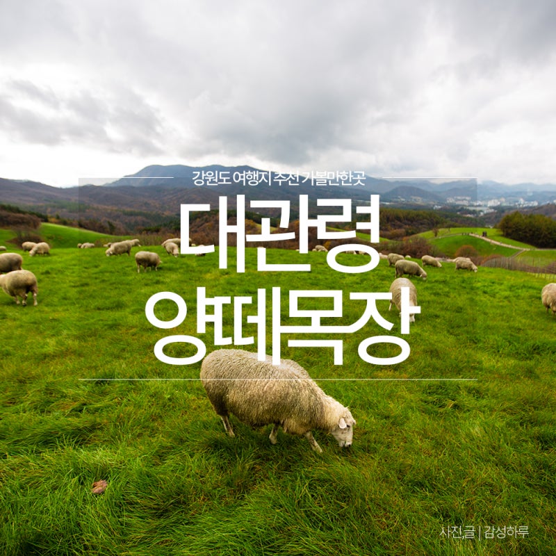 대관령 양떼목장 시간 주차 강원도 가볼만한곳 평창 강릉 여행지 추천