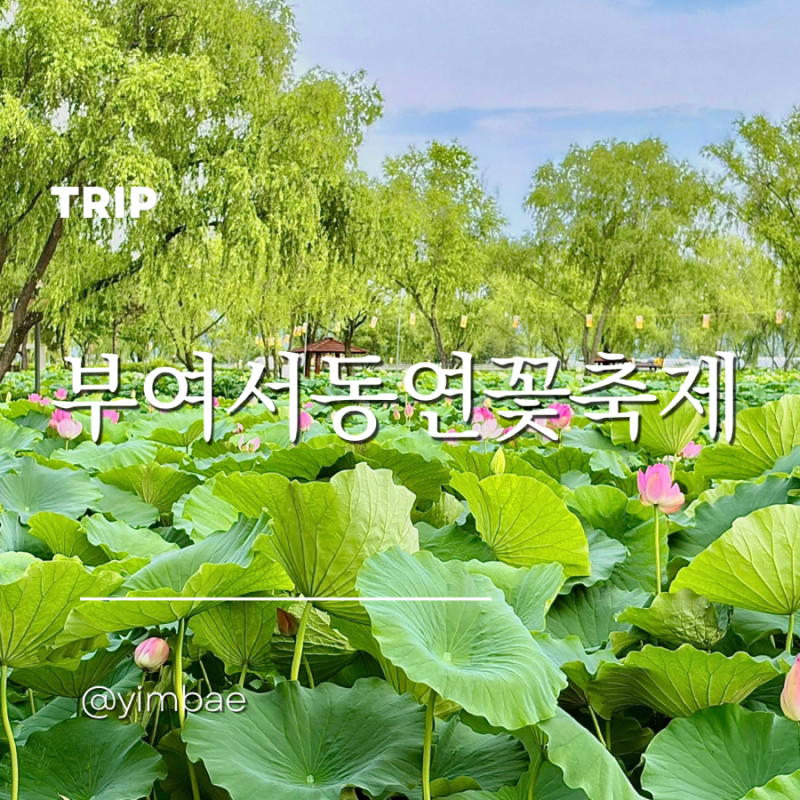 부여여행코스 부여 서동공원 연꽃축제 대전근교 7월 여행지