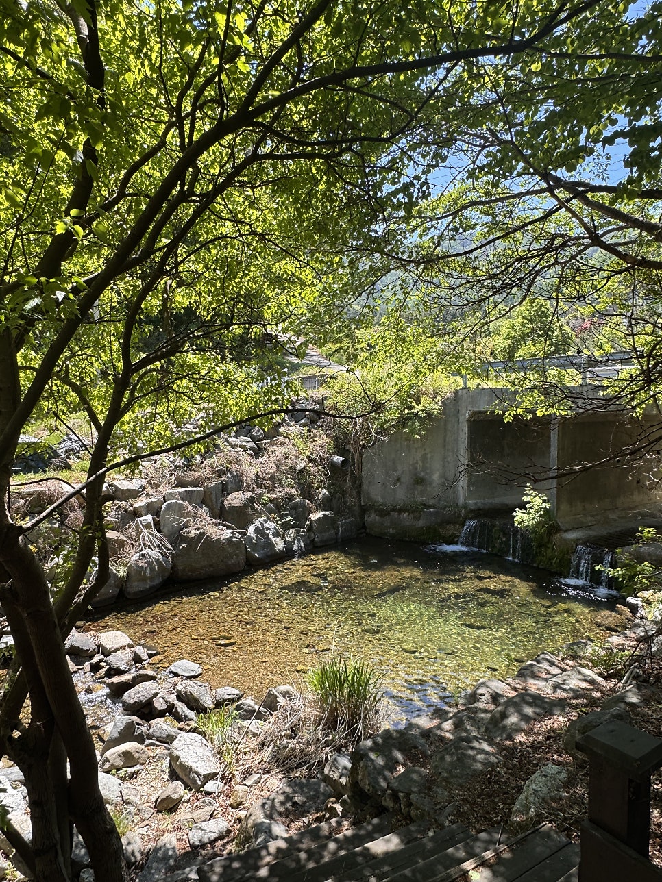용문산 송림 사진 4