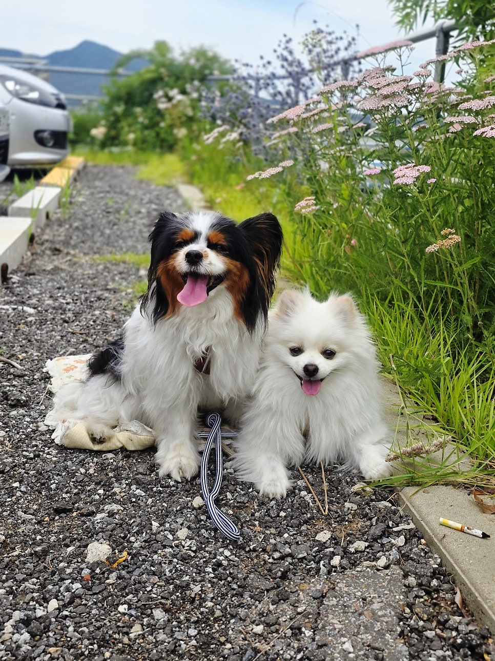 카페야생화뜰 사진 2