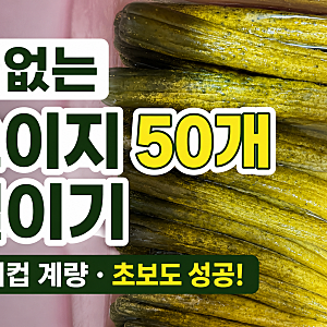 물 없는 오이지 50개 담그기  종이컵 계량으로 실패 없이 아삭하게 담그기