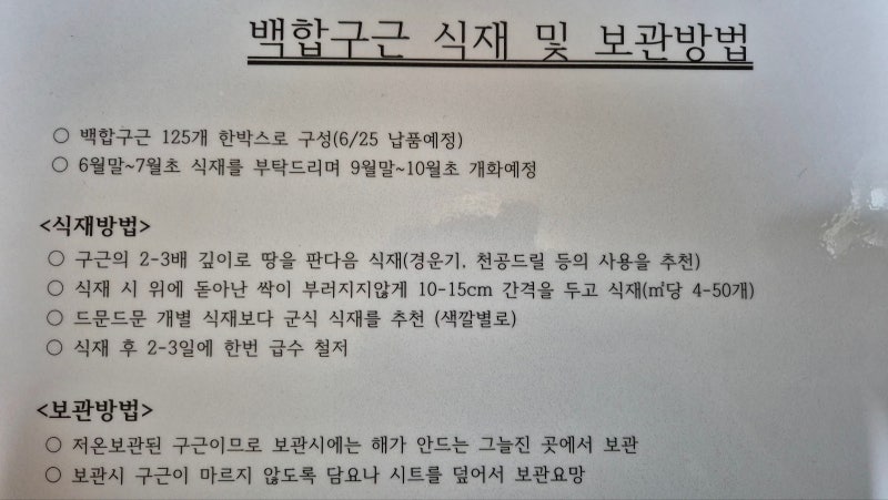 7월에 백합 구근 심어도 될까? (여름 식재, 춘화처리, 장마철 관리 총정리) 7월의 백합(구근)식....