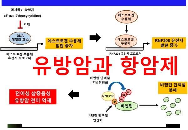 [암치료]유방암과 항암( 호르몬 수용체, HER2단백질, 항암제종류)