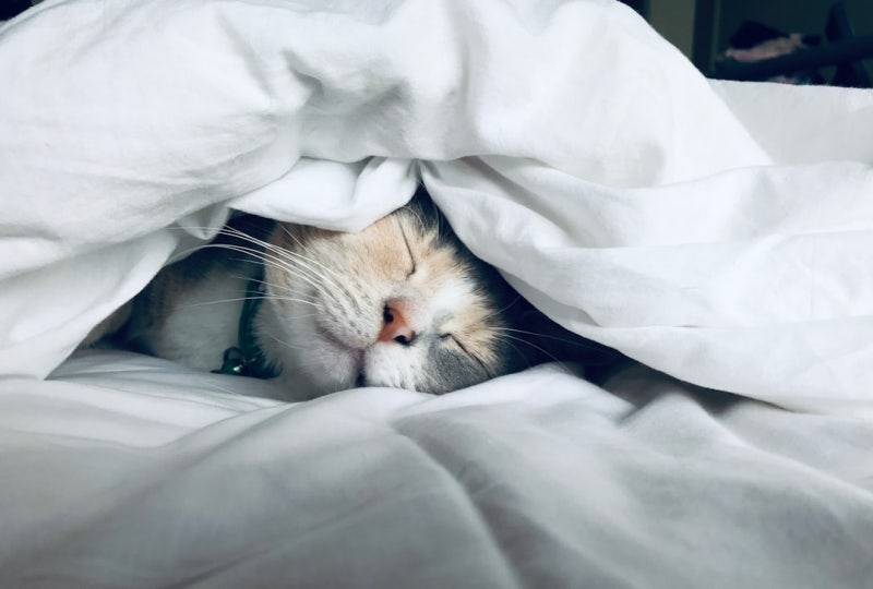 고양이 꿈해몽 25가지