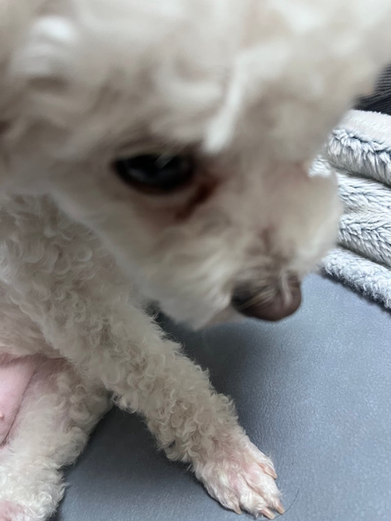 귀여운강아지,배경화면,캐릭터,프사추천