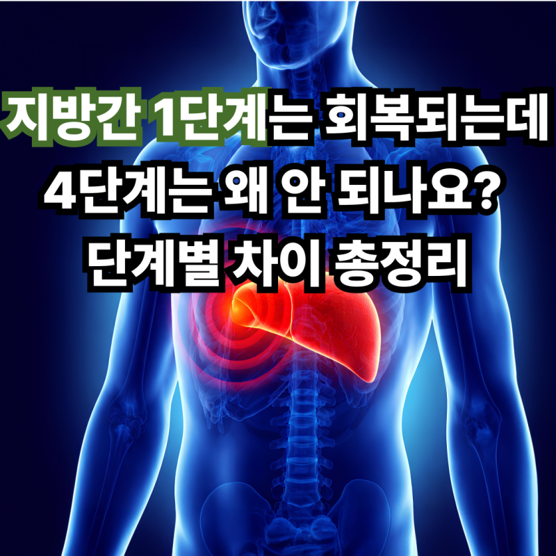 지방간 1단계는 회복되는데 4단계는 왜 안 되나요? 단계별 차이 총정리