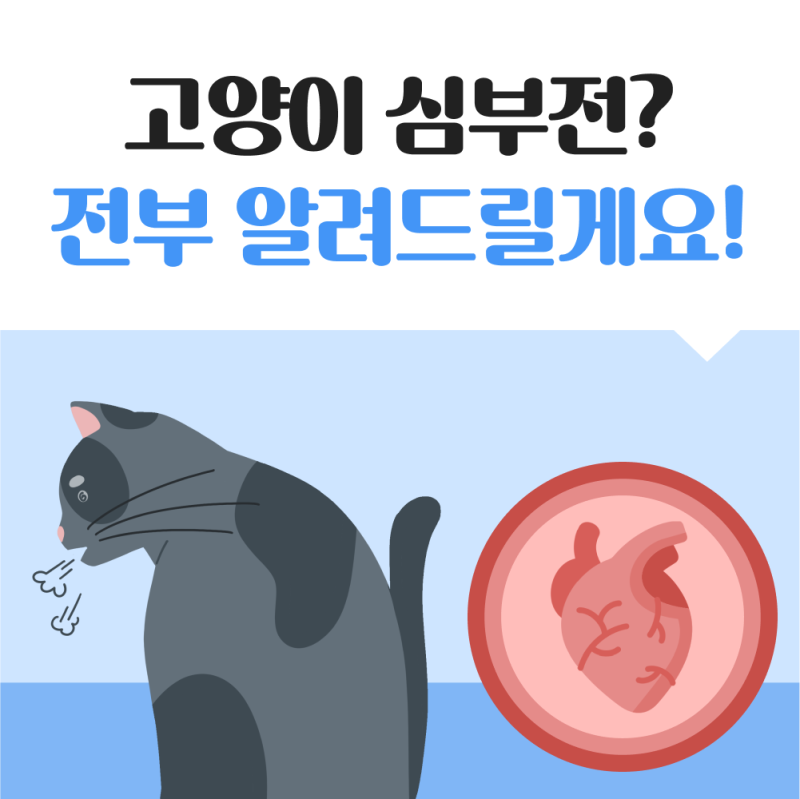 고양이가 숨을 빨리 쉬어요, 고양이 심부전 원인과 증상 1편_호매실 동물병원
